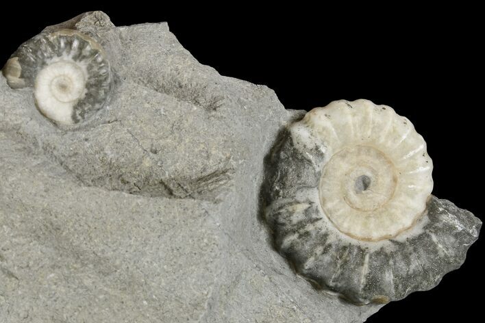 Two Fossil Ammonites (Promicroceras) - Lyme Regis #166644